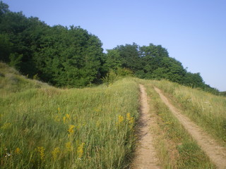green grass in the meadow and a dirt road to the forest on the hill. warm sunny summer day. landscape Ukraine