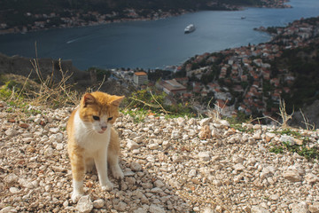 Fototapeta premium Cat sailor on the background of the bay