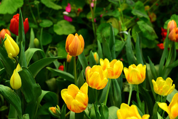 Winter flowers Orange tulips, reds, yellows and colorful plants in Thailand parks