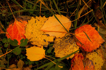 Laubblätter, Herbstfärbung, natürliche Umgebung
