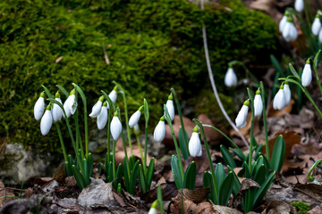 Snowdrops