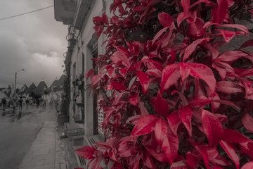 Red leaves in the foreground in a street in Alberobello color isolation effect, Puglia, Italy