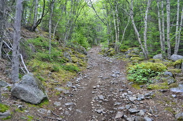 Path in the Forest in Alaska