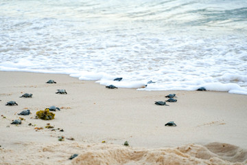 Baby turtles doing their first steps to the ocean. Praia Do Forte, Bahia, Brazil. Little Sea Turtle Cub, Crawls along the Sandy shore in the direction of the ocean to Survive, Hatched, New Life.