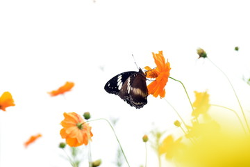 photo of butterfly at Flower in the garden