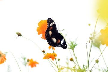 photo of butterfly at Flower in the garden
