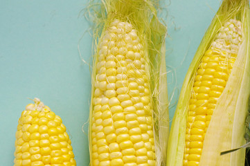 Fresh organic corn on the cob