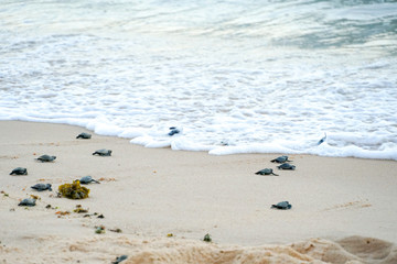 Baby turtles doing their first steps to the ocean. Praia Do Forte, Bahia, Brazil. Little Sea Turtle Cub, Crawls along the Sandy shore in the direction of the ocean to Survive, Hatched, New Life.
