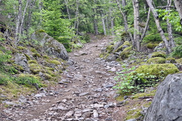 Path in the Forest in Alaska
