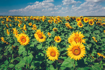 Fototapeta premium field full of sunflowers at sunny day