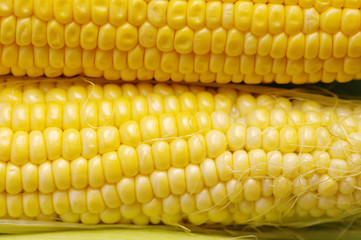 Fresh organic corn on the cob macro view