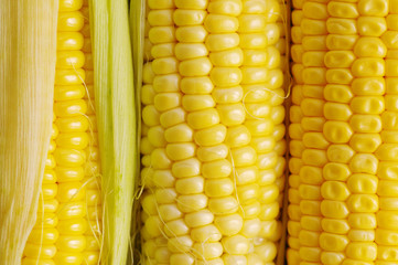Fresh organic corn on the cob macro view