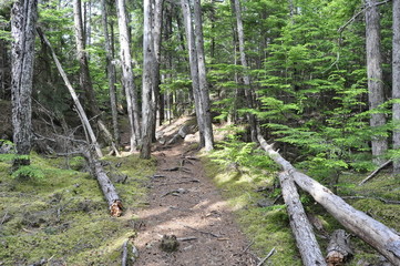 Path in the Forest in Alaska