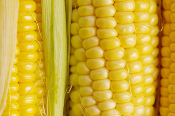 Fresh organic corn on the cob macro view