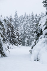 Naklejka premium Vertical winter landscape with snow covered evergreens 