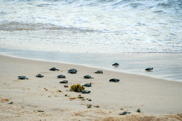 Baby turtles doing their first steps to the ocean. Praia Do Forte, Bahia, Brazil. Little Sea Turtle Cub, Crawls along the Sandy shore in the direction of the ocean to Survive, Hatched, New Life.