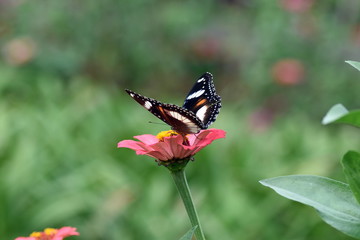 photo of butterfly at Flower in the garden