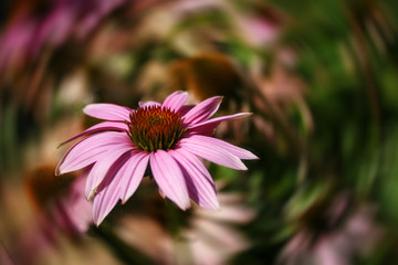 pink flower on spin blur