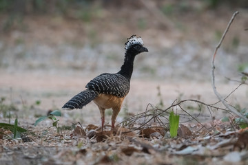 Bare faced Curassow, in a jungle environment, Pantanal Brazil