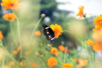 photo of butterfly at Flower in the garden