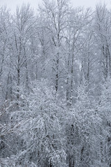 winter scene with snowy tree 
