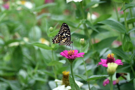 photo of butterfly at Flower in the garden