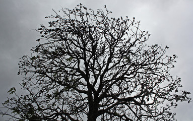 silhouette of a tree