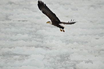 Bald eagle in flight over ice on Lake Ontario in Ontario, Canada