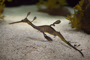 Weedy seadragon (Phyllopteryx taeniolatus)