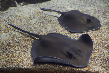 Southern stingray (Hypanus americanus).