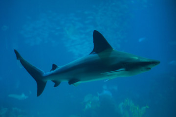 Sandbar shark (Carcharhinus plumbeus)