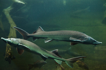 Siberian sturgeon (Acipenser baerii)