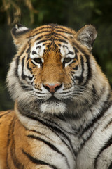 Naklejka premium Siberian tiger (Panthera tigris altaica)
