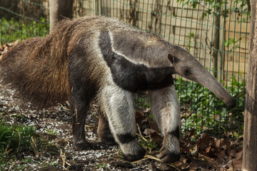 Giant anteater (Myrmecophaga tridactyla)