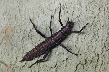 Thorny devil stick insect (Eurycantha calcarata)