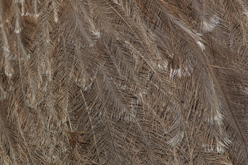 Plumage of the Darwin's rhea (Rhea pennata).