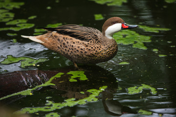 White-cheeked pintail (Anas bahamensis)