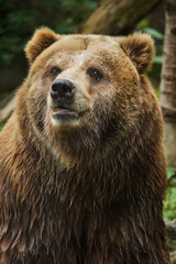 Fototapeta premium Mainland grizzly (Ursus arctos horribilis).