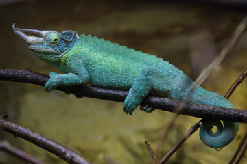 Jackson's chameleon (Trioceros jacksonii)