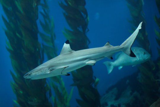 "Black Tip Reef Shark" Images – Browse 105 Stock Photos, Vectors, and