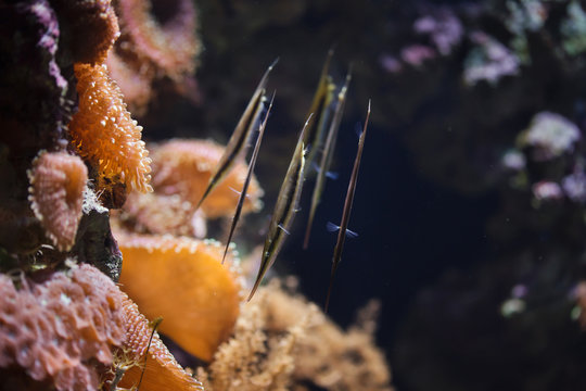 Coral shrimpfish (Aeoliscus strigatus)