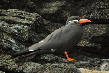 Inca tern (Larosterna inca).