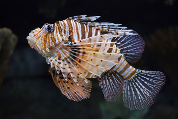 Red lionfish (Pterois volitans).