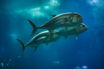 Fototapeta premium Crevalle jack (Caranx hippos)