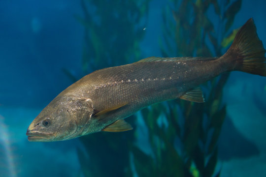 Meagre (Argyrosomus regius)