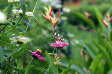 photo of butterfly at Flower in the garden