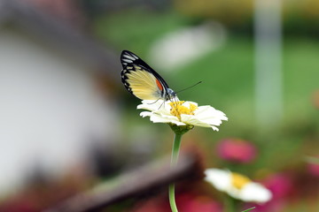 photo of butterfly at Flower in the garden