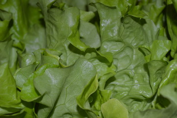 fresh spinach leaves