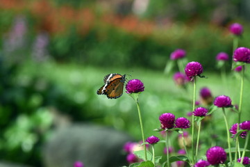 photo of butterfly at Flower in the garden
