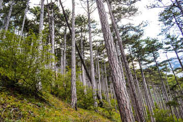 PHOTO of the mountain landscape